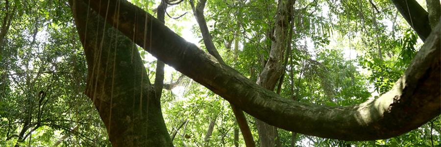 Fotografia tirada de baixo para cima de algumas árvores, com foco nos troncos.